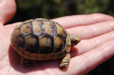 Maison de vacances /en/au Kotronas (Lakonia)ou appartement ou maison de vacances