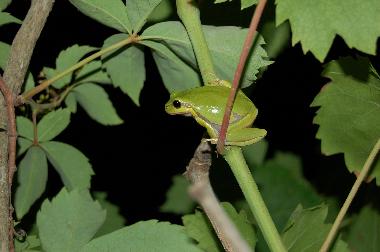 Villa /en/au preveza (Preveza)ou appartement ou maison de vacances