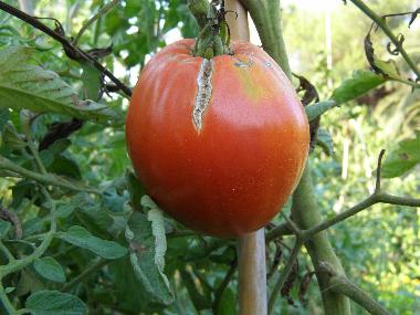 Villa /en/au preveza (Preveza)ou appartement ou maison de vacances