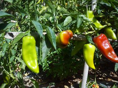 Villa /en/au preveza (Preveza)ou appartement ou maison de vacances