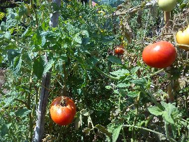 Villa /en/au preveza (Preveza)ou appartement ou maison de vacances