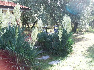 Maison de vacances /en/au  Pozzi di Seravezza (Lucca)ou appartement ou maison de vacances