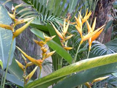 Maison de vacances �/en/au Bali-Ubud (Bali)ou appartement ou maison de vacances