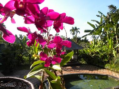 Maison de vacances �/en/au Bali-Ubud (Bali)ou appartement ou maison de vacances