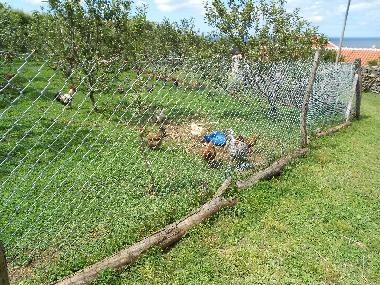 Maison de vacances �/en/au Quatro Ribeiras, Praia da Vit�ria (Azores)ou appartement ou maison de vacances