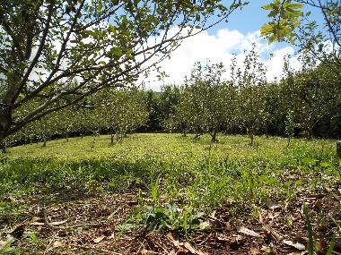 Maison de vacances �/en/au Quatro Ribeiras, Praia da Vit�ria (Azores)ou appartement ou maison de vacances