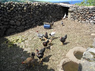 Maison de vacances �/en/au Quatro Ribeiras, Praia da Vit�ria (Azores)ou appartement ou maison de vacances