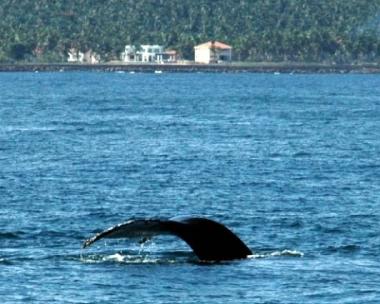Maison de vacances �/en/au El Frances (Samana)ou appartement ou maison de vacances