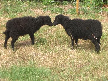 Maison de vacances �/en/au PLONEOUR-LANVERN (Finist�re)ou appartement ou maison de vacances