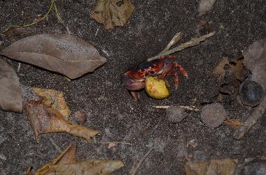 Appartement de vacances �/en/au Le Diamant (Martinique)ou appartement ou maison de vacances