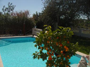 Appartement de vacances /en/au moncarapacho (Algarve)ou appartement ou maison de vacances