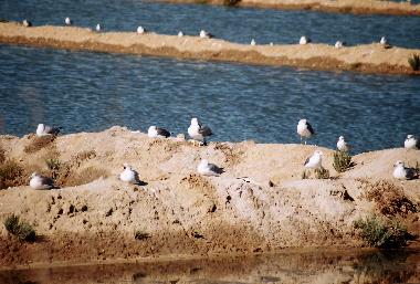 Appartement de vacances /en/au moncarapacho (Algarve)ou appartement ou maison de vacances