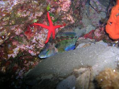 Appartement de vacances �/en/au San Giorgio (Messina)ou appartement ou maison de vacances