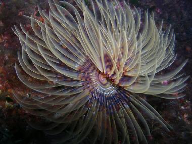 Appartement de vacances �/en/au San Giorgio (Messina)ou appartement ou maison de vacances