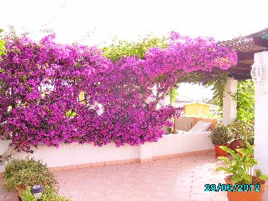 Villa �/en/au Pe�iscola (Castell�n / Castell�)ou appartement ou maison de vacances