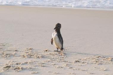 Appartement de vacances �/en/au Ponta Negra (Rio de Janeiro)ou appartement ou maison de vacances