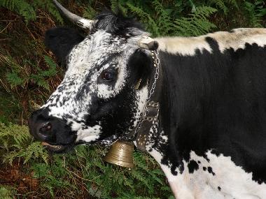 Villa /en/au 88520 (Vosges)ou appartement ou maison de vacances