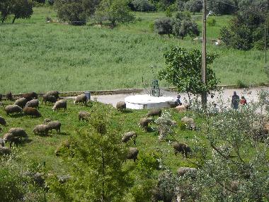 Maison de vacances �/en/au S�o Br�s de Alportel (Algarve)ou appartement ou maison de vacances