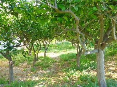 Maison de vacances �/en/au Sarantapichiotika (Korinthia)ou appartement ou maison de vacances