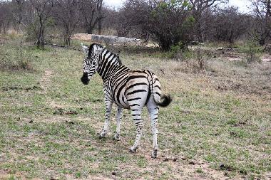 Maison de vacances �/en/au Hoedspruit (Northern Province)ou appartement ou maison de vacances