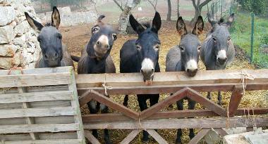 Maison de vacances �/en/au Francavilla Fontana (Brindisi)ou appartement ou maison de vacances