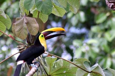 Maison de vacances �/en/au Puerto Viejo (Limon)ou appartement ou maison de vacances