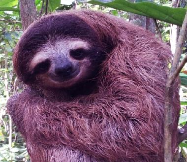 Maison de vacances �/en/au Puerto Viejo (Limon)ou appartement ou maison de vacances