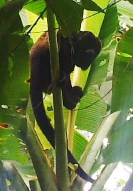 Maison de vacances �/en/au Puerto Viejo (Limon)ou appartement ou maison de vacances