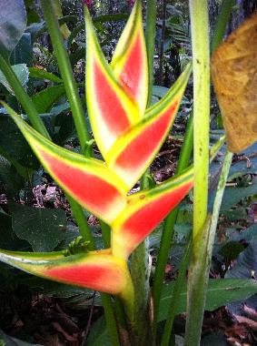 Maison de vacances �/en/au Puerto Viejo (Limon)ou appartement ou maison de vacances