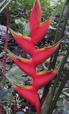 Maison de vacances �/en/au Puerto Viejo (Limon)ou appartement ou maison de vacances