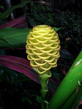 Maison de vacances �/en/au Puerto Viejo (Limon)ou appartement ou maison de vacances