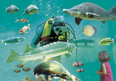 Maison de vacances �/en/au Sarlat (Dordogne)ou appartement ou maison de vacances