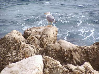 Maison de vacances /en/au Calpe (Alicante / Alacant)ou appartement ou maison de vacances