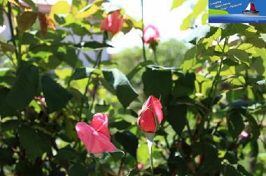 Appartement de vacances �/en/au Ohrid (Ohrid)ou appartement ou maison de vacances