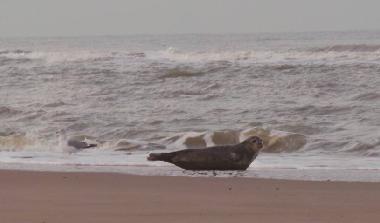 Appartement de vacances �/en/au Egmond aan Zee (Noord-Holland)ou appartement ou maison de vacances