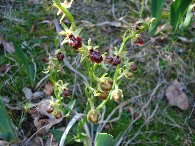 Villa /en/au La Tour sur Orb (Hrault)ou appartement ou maison de vacances