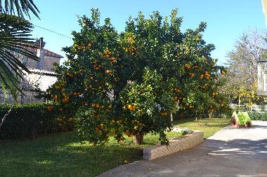 Appartement de vacances /en/au Zadar (Zadarska)ou appartement ou maison de vacances
