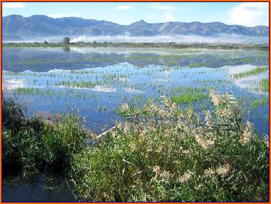 Maison de vacances /en/au Oliva (Valencia / Valncia)ou appartement ou maison de vacances