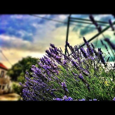 Appartement de vacances /en/au Murter (Sibensko-Kninska)ou appartement ou maison de vacances