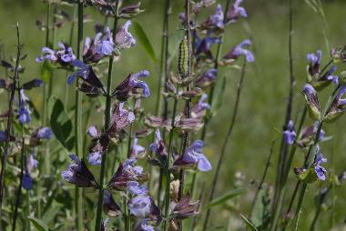 Maison de vacances /en/au lavercantiere (Lot)ou appartement ou maison de vacances