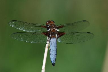 Maison de vacances /en/au lavercantiere (Lot)ou appartement ou maison de vacances