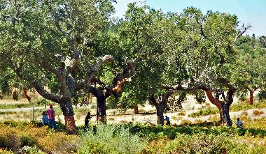 Chambre avec petit djeuner /en/au besteiros de cima (Alto Alentejo)ou appartement ou maison de vacances
