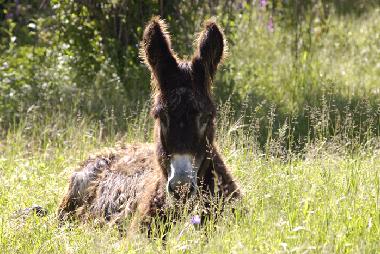 Chambre avec petit djeuner /en/au besteiros de cima (Alto Alentejo)ou appartement ou maison de vacances