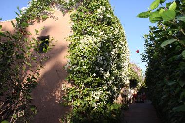 Chambre avec petit d�jeuner �/en/au marrakech (Marrakech)ou appartement ou maison de vacances