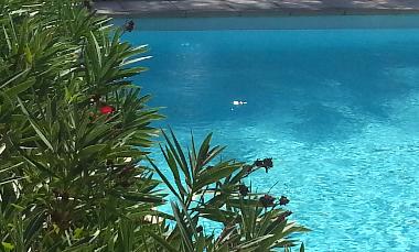 Appartement de vacances /en/au Lama (Haute-Corse)ou appartement ou maison de vacances