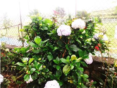 Maison de vacances �/en/au Nuwaraeliya (Nuwara Eliya)ou appartement ou maison de vacances