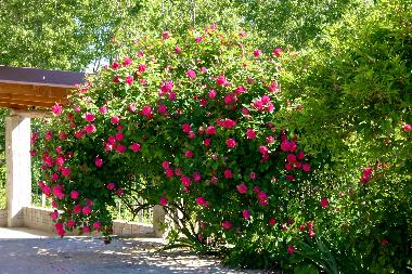 Maison de vacances �/en/au Cisterna d