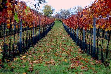 Maison de vacances /en/au Illmitz (Nordburgenland)ou appartement ou maison de vacances