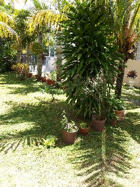 Appartement de vacances /en/au Pereybere (Pereybere)ou appartement ou maison de vacances