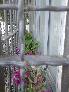 Appartement de vacances �/en/au Tel-Aviv (Tel Aviv)ou appartement ou maison de vacances